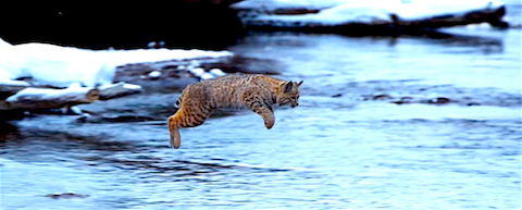 cat jumping across river